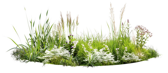 Circular arrangement of various meadow grasses, creating a focal point in a community green space, isolated on transparent background