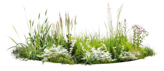 Circular arrangement of various meadow grasses, creating a focal point in a community green space, isolated on transparent background