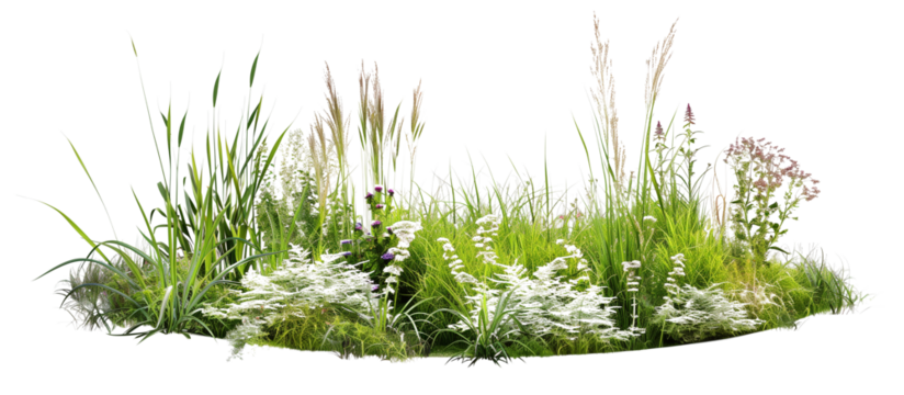 Circular arrangement of various meadow grasses, creating a focal point in a community green space, isolated on transparent background