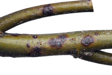 A branch of a linden (Tilia) tree with symptoms of disease - Canker, cancer. Golden Chain...