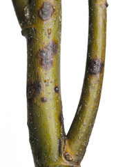 A branch of a linden (Tilia) tree with symptoms of disease - Canker, cancer. Golden Chain (Laburnum) Fusarium Canker. Caused by a complex of fungi from the genera Fusarium, Phoma and Phomopsis. - obrazy, fototapety, plakaty
