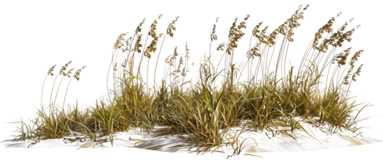 Wave-like design of sea oats and beach grass along a coastal restoration project, aiming to prevent erosion, isolated on transparent background