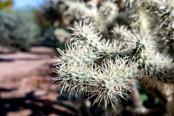 selective focus on white cactus needles with blurred background and blue sky
