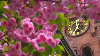 NEW YORK, NEW YORK USA – APRIL 16: Kwanzan Cherry blossoms in full bloom in front of Clock of St. George’s Episcopal Church in Gramercy district. on April 14 2023 in New York City. 
