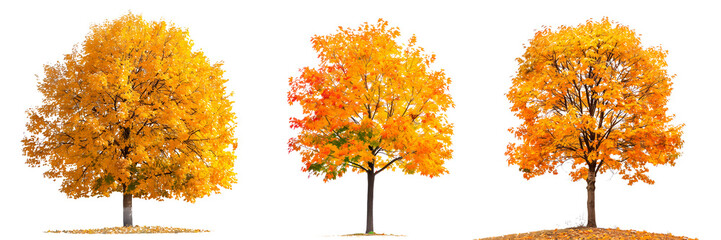 Set of autumn trees with yellow leaves isolated on a white or transparent background. Trees with yellowleaves close-up, front view. Graphic design element, nature, seasons.