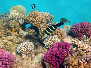 Fototapeta na wymiar Tropical ocean and colorful reef with fish (wrasse, sergeant, damsel, unicornfish). Healthy rich marine ecosystem. Underwater photography from scuba diving on the coral reef. 