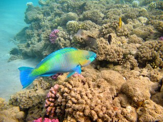 Fototapeta na wymiar Tropical colorful parrotfish (Scarus ferrugineus, Rusty parrotfish) on coral reef. Seascape with corals and fish. Marine life. Underwater photography from scuba diving. Vivid aquatic wildlife.
