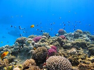 Colorful tropical reef with sun in the blue ocean. Underwater photography from snorkeling on the...