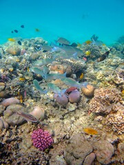 Colorful tropical reef with corals and various fish. Snorkeling in shallow sea, underwater paradise...
