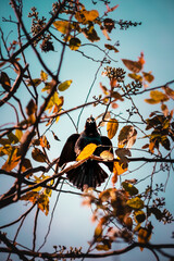 silly grackle