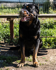 Security dog Rottweiler