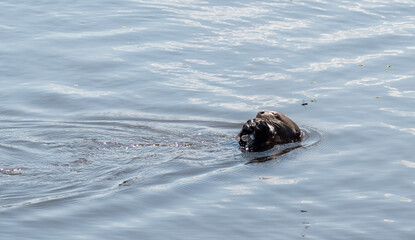 Side view of giant otter eating a fish in a lake