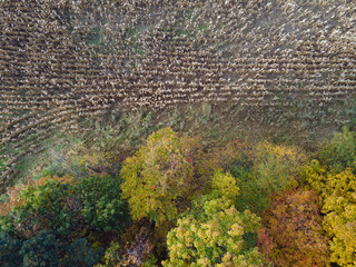 Aerial top down of corn field and forest in the Appalachian mountains in rural Central Pennsylvania