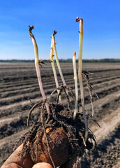 Seed potato held in the field with five stems and roots emerging