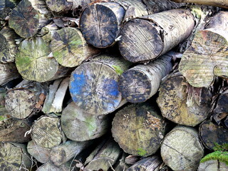 After felling, the logs are stored at the edges of forest paths for transportation. When freshly...