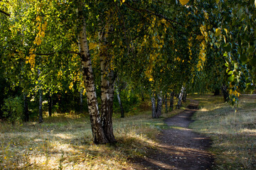 Vinnovskaya Grove in autumn, the path