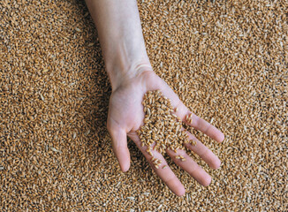 Female hand hold many grains of wheat in a handful of palms and sprinkle them. The concept of export and import of agricultural products from Ukraine to Europe through Poland. - obrazy, fototapety, plakaty