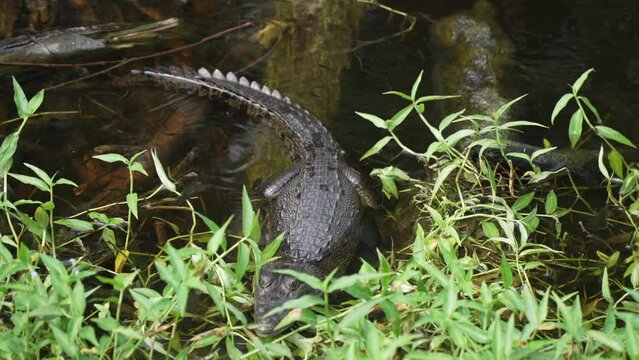View of small crocodile in water near Puerto Morelos, Caribbean Coast, Yucatan Peninsula, Mexico, North America
