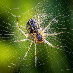 spider on web