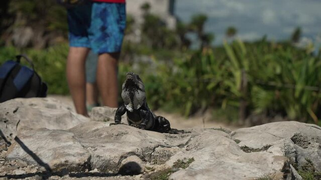 View of large iguana with people and Mayan temples in background, Tulum, Caribbean Coast, Yucatan Peninsula, Mexico, North America