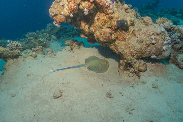 Blue-spotted stingray On the seabed in the Red Sea Eilat, Israel
