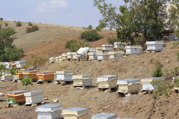 beekeeper