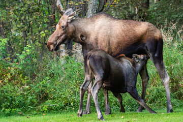 Mother moose with nursing baby in Alaska 