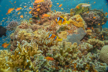 Clown-fish in the Red Sea Colorful and beautiful, Eilat Israel
