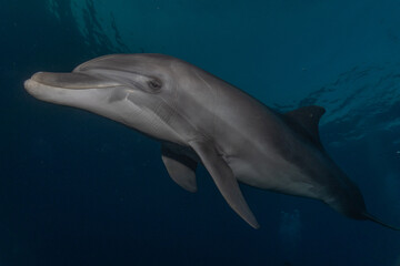 Dolphin swimming in the Red Sea, Eilat Israel
