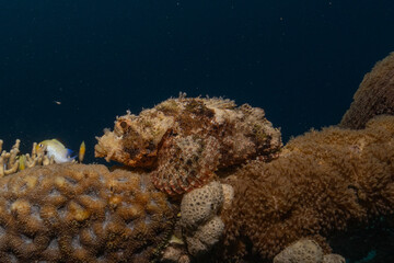 Fish swimming in the Red Sea, colorful fish, Eilat Israel
