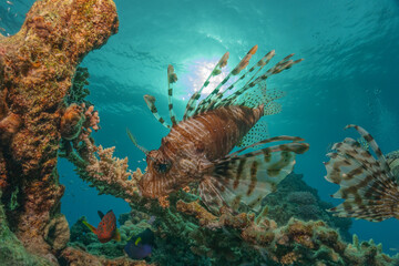 Obraz premium Lionfish in the Red Sea colorful fish, Eilat Israel 
