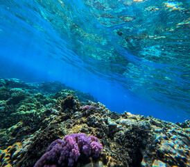 Underwater view of coral reef with blue and turquoise water