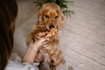 Cocker spaniel dog playing with woman and wooden bones 