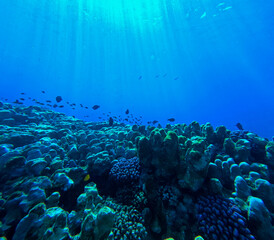 Underwater view of coral reef and tropical fish with sunbeams