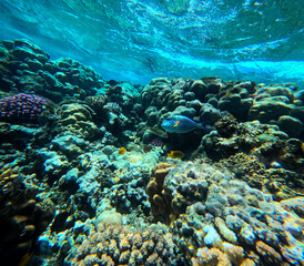 Fototapeta na wymiar Underwater view of coral reef with tropical fish and corals at Egypt.