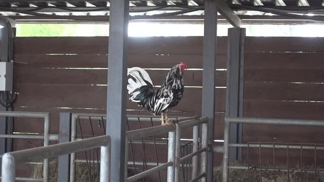 Black rooster with white coloring on the farm