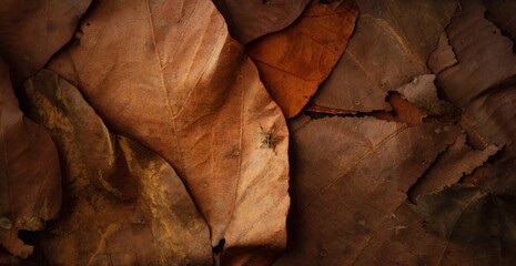 A close up of brown leaves with a spider on it. The leaves are crumpled and torn, giving the...