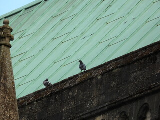 Two pigeons near a large sloping roof
