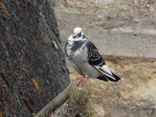 Pigeon. against the background of stone walls