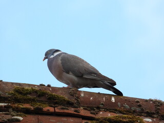 pigeo on the roof