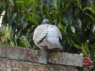 A pigeon on a wall with greenery