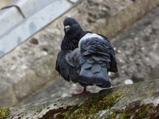 Pigeon on the stone wall