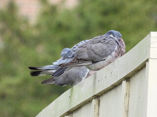 Obraz premium Pigeons are sitting on an inclined beam