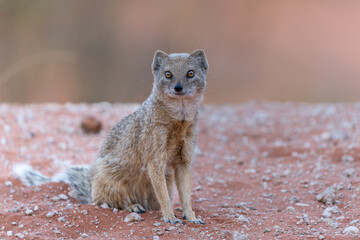 The yellow mongoose (Cynictis penicillata) sitting and looking around for food in the Kalahari in...
