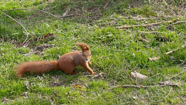 A beautiful orange squirrel stands against a background of green grass. The squirrel runs away. A strong wind blows away a squirrel. Various branches on green grass.