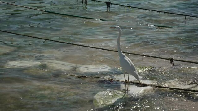 View of heron in small harbour, Playa Del Carmen, Caribbean Coast, Yucatan Peninsula, Mexico, North America