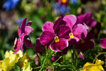 Maroon Pansy Flowers Spring Garden