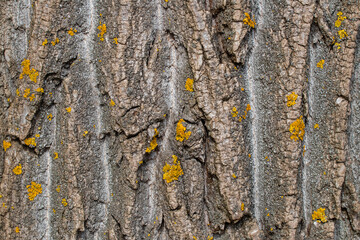 Bark pattern is seamless texture from tree. Rough bark of an old tree close up.Abstract brown texture,background.