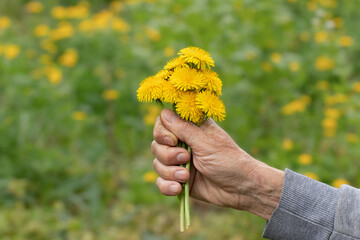 Yellow dandelions and man.Hands holding yellow dandelion flowers.