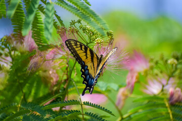 Yellow Swallowtail Butterfly on Pink Mimosa Tree Flowers Summer Garden